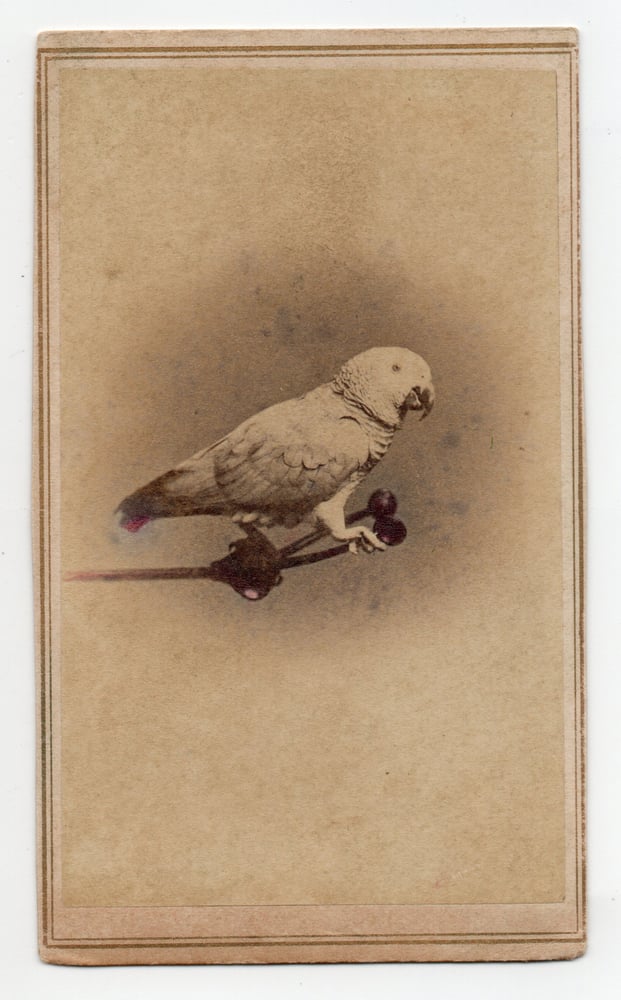 Image of Miller & Rowell: parrot on a headclamp, Boston ca. 1870