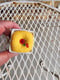 Image of Cherry Pincushion