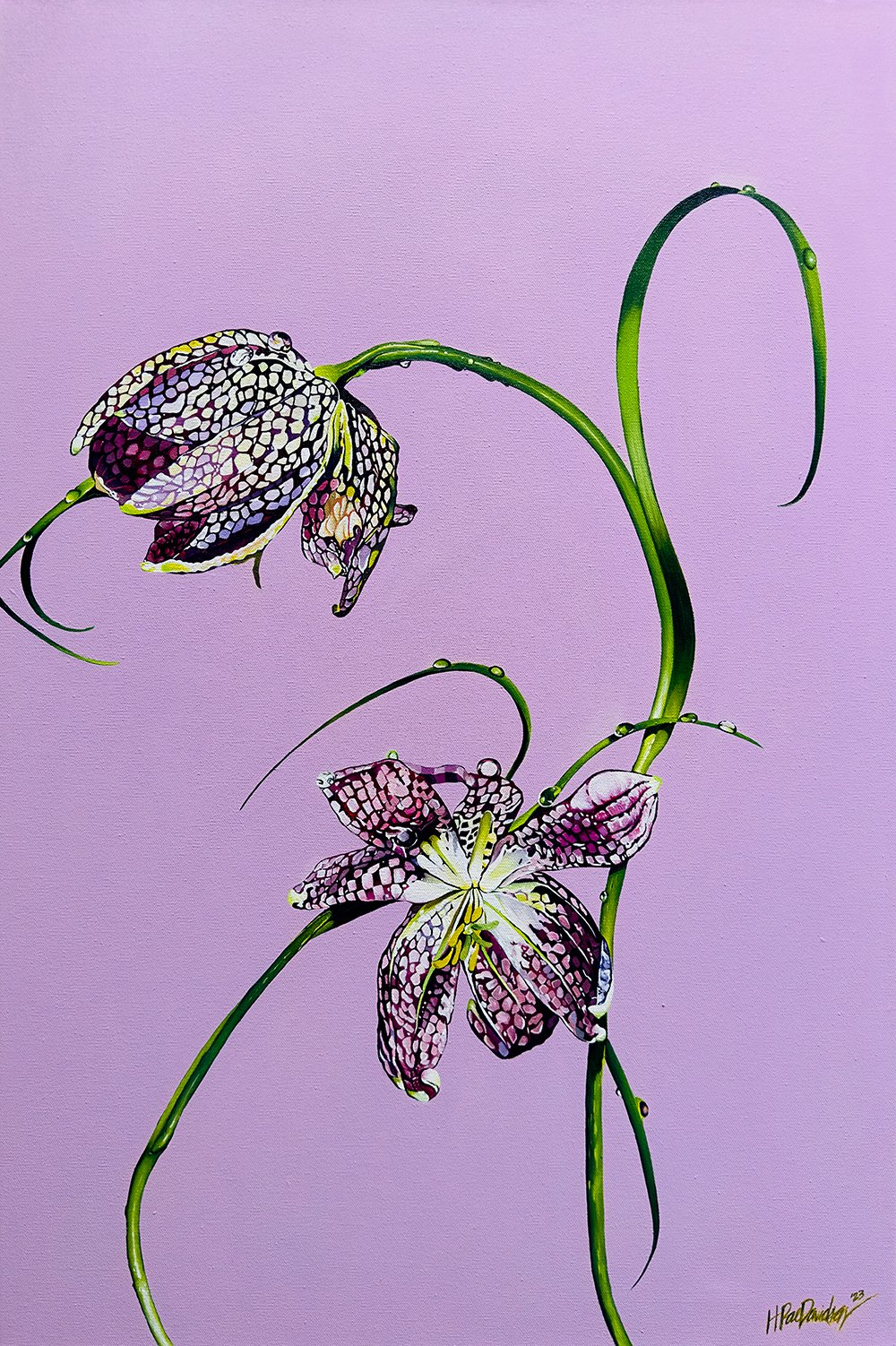 Image of Snake's Head Fritillary