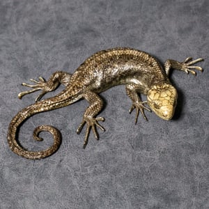 Image of Mummified Monkey Tailed Skink