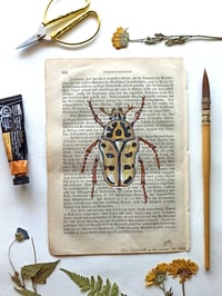 Image 2 of Life in Old Pages Insect n. 12 Neorrhina punctatum