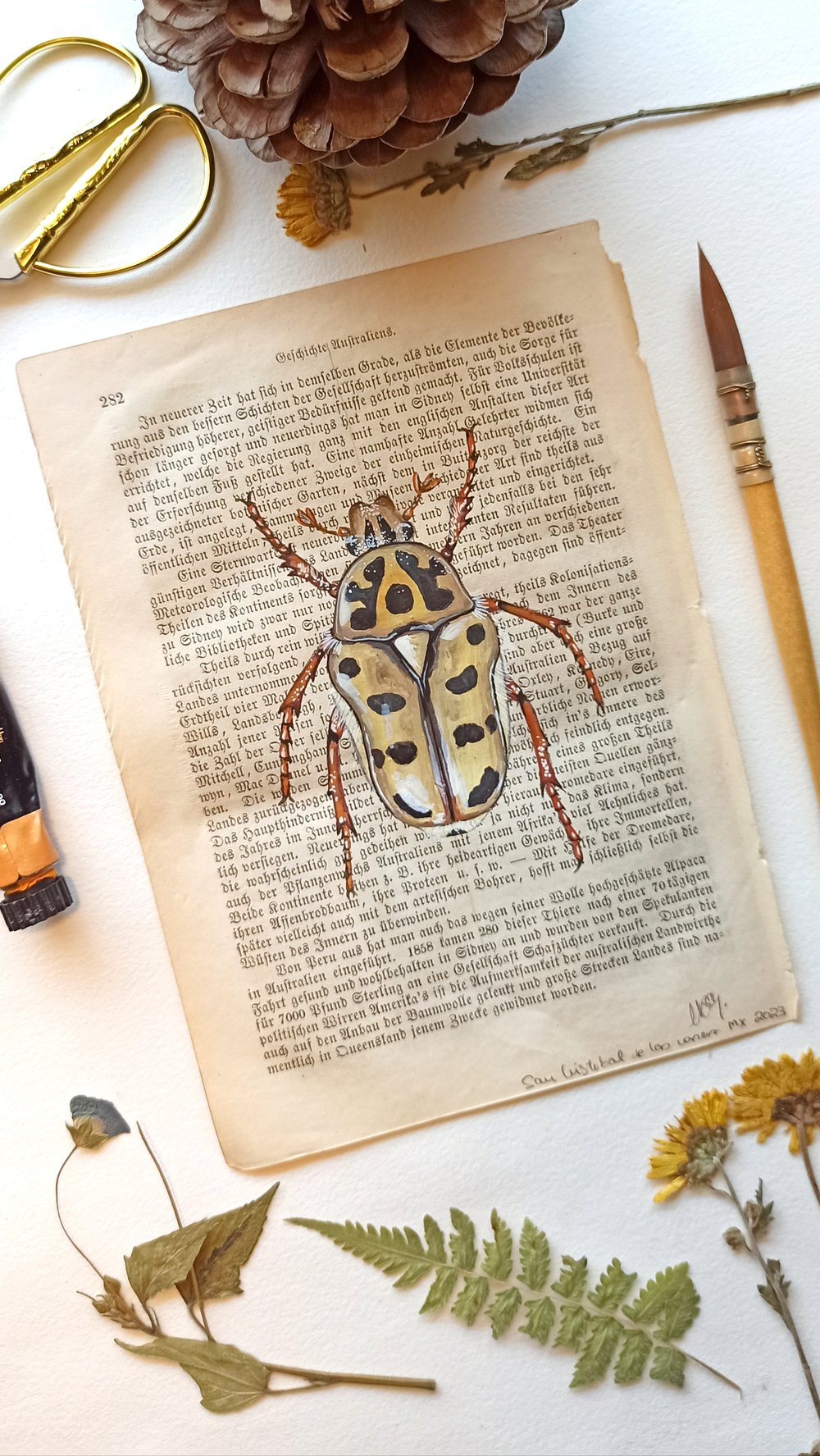 Image of Life in Old Pages Insect n. 12 Neorrhina punctatum