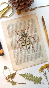 Image 1 of Life in Old Pages Insect n. 12 Neorrhina punctatum