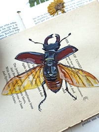 Image 2 of Life in Old Pages Insect n. 14 Stag Beetle 