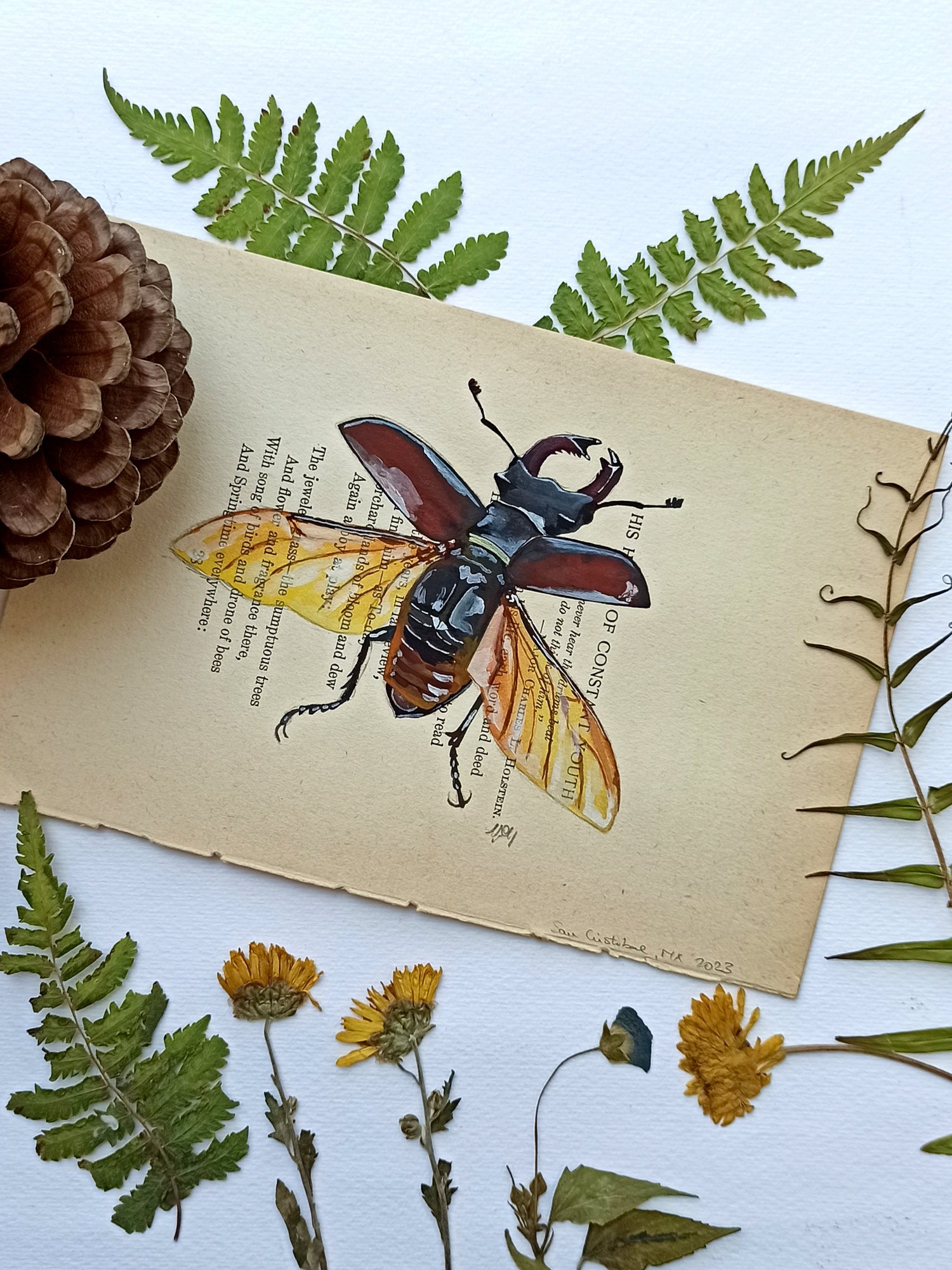 Image of Life in Old Pages Insect n. 14 Stag Beetle 