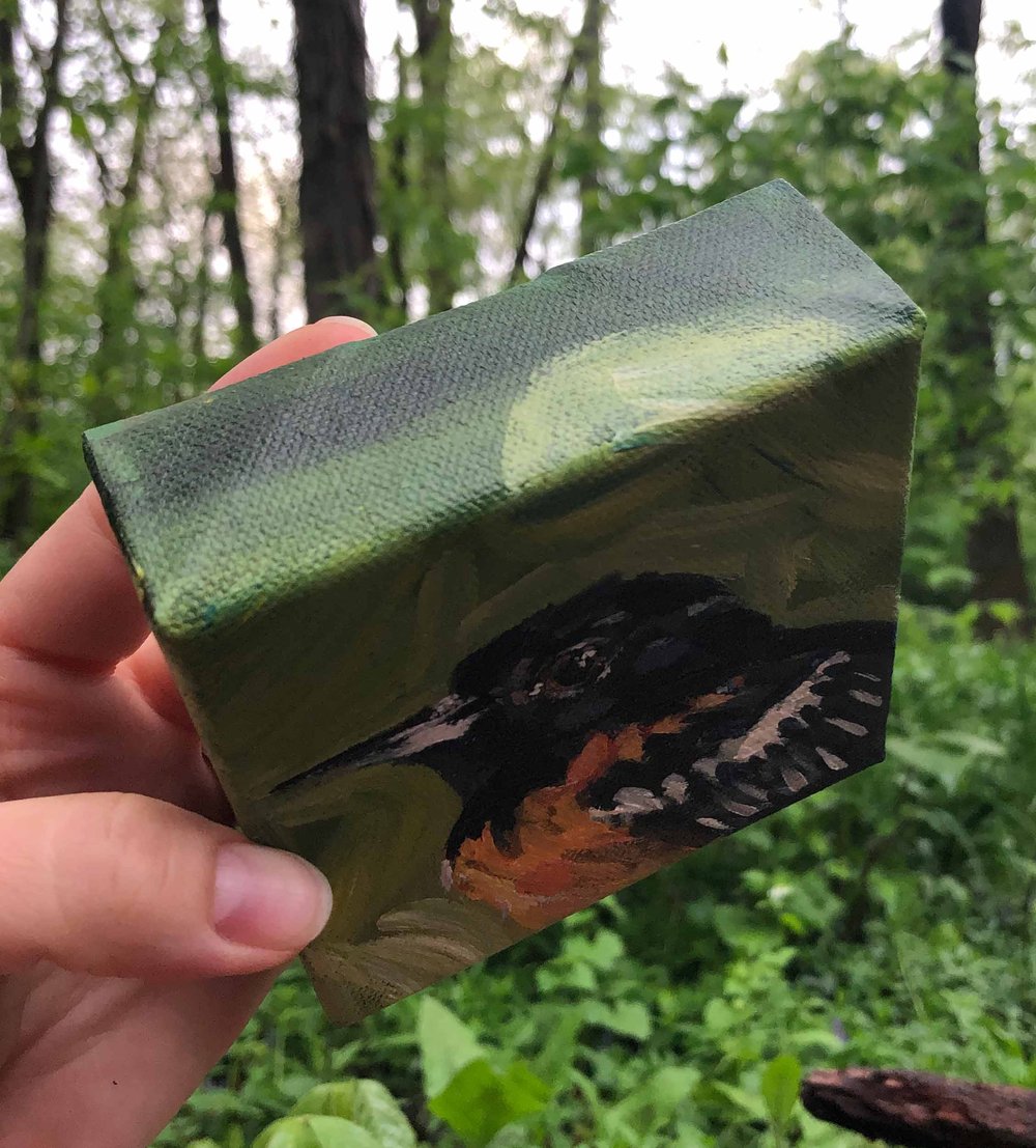 Ernest the Oriole – Baltimore Oriole bird painting