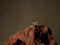 Image of RINGS_Phoenix Dactylifera