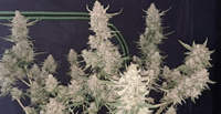 Image 1 of SoFem ~ Sour Narcos Auto 