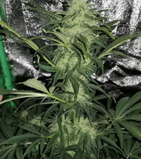 Image 2 of SoFem ~ Cherry Smash Auto 