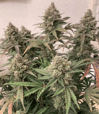 Image 1 of SoFem ~ GG4 Tangie Auto