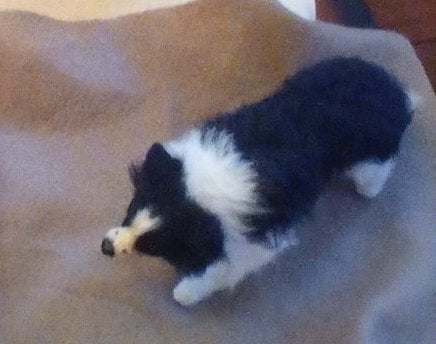 Image of 9" standing Border Collie