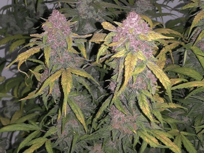 SoFem ~ Blood Temple Gas Auto