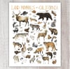 Land Mammals of California