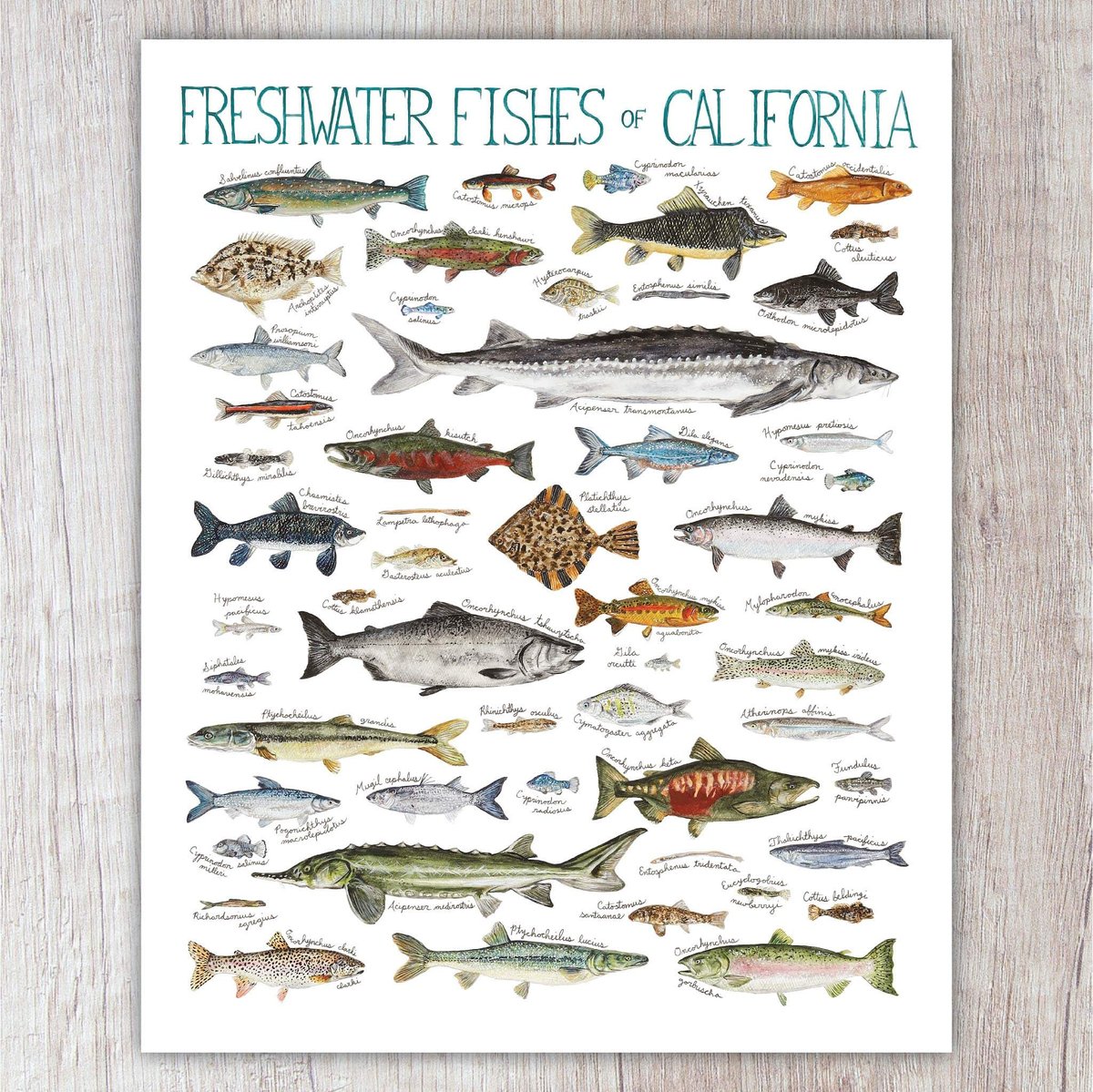 freshwater-fishes-of-california-brush-bark