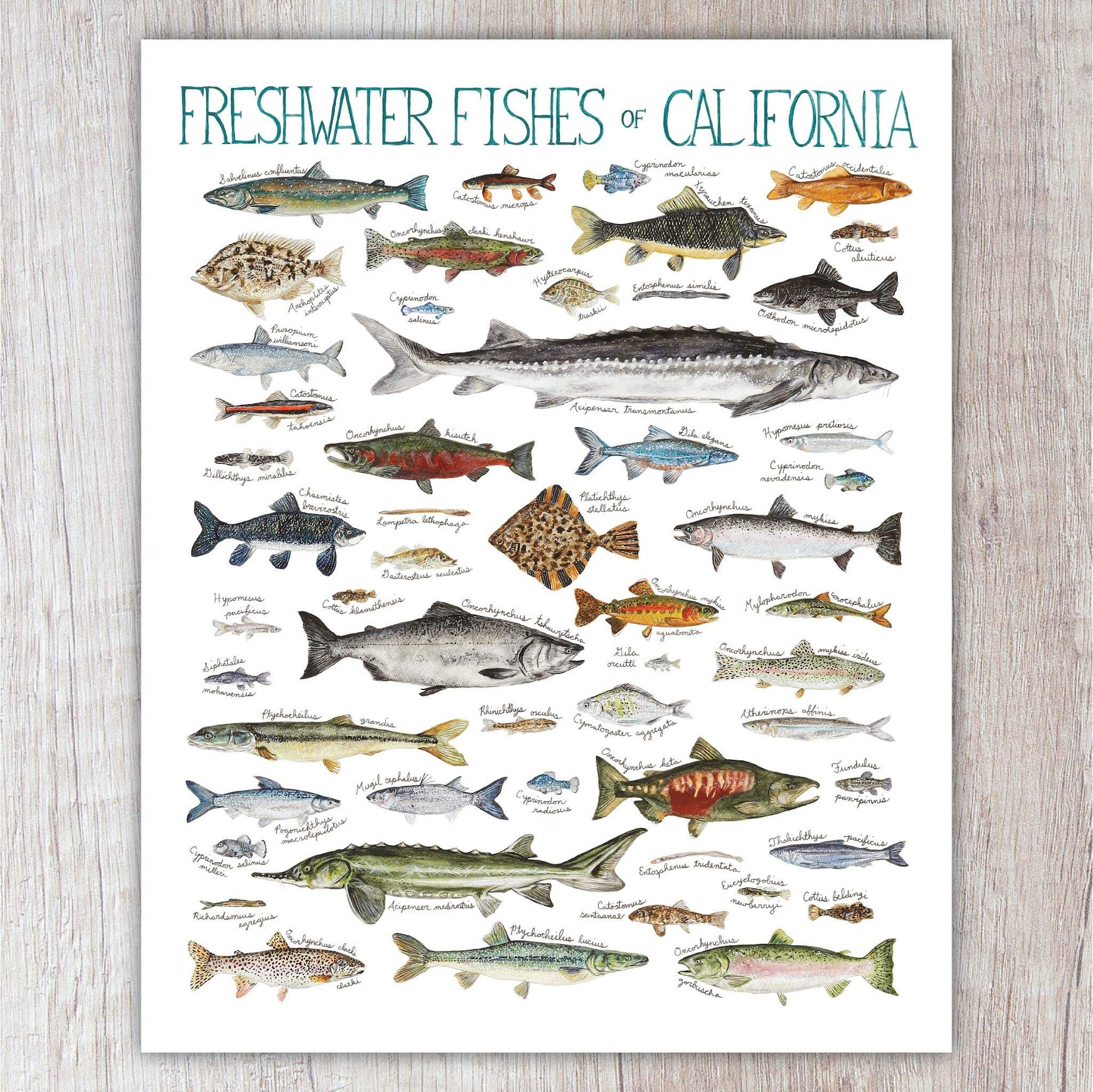 Freshwater Fishes Of California Brush Bark freshwater-fishes-of-california-brush-bark