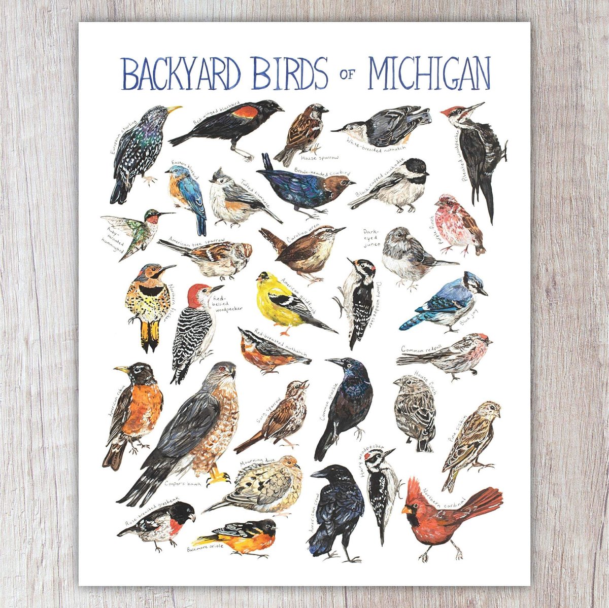 Backyard Birds of Michigan Brush & Bark