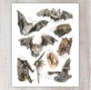 Bat Species