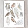 Owl Species