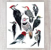 Woodpecker Species