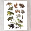 Frog & Toad Species 