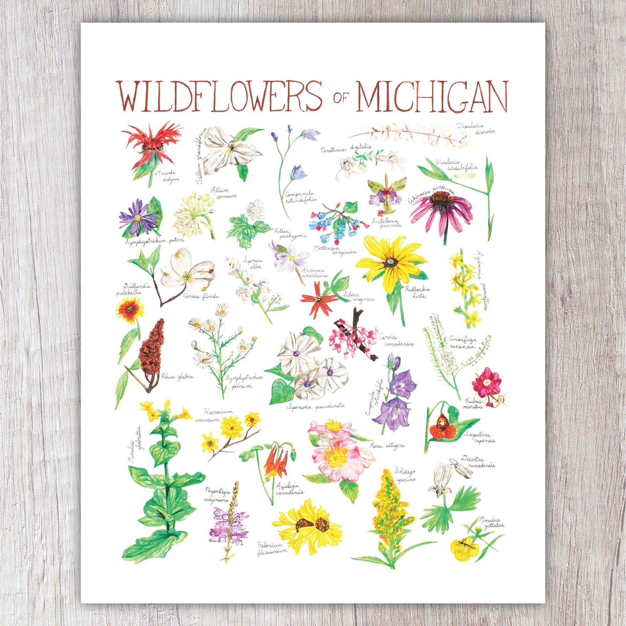 Michigan Wildflowers 18x24 Print