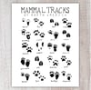 Mammal Tracks