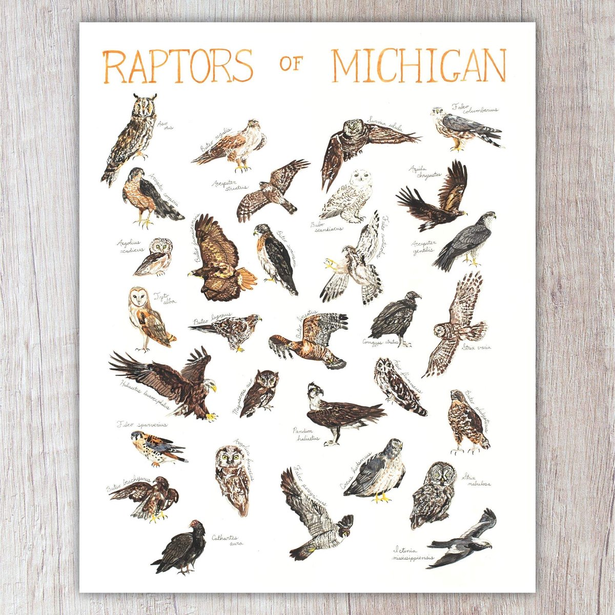 Raptors of Michigan | Brush & Bark