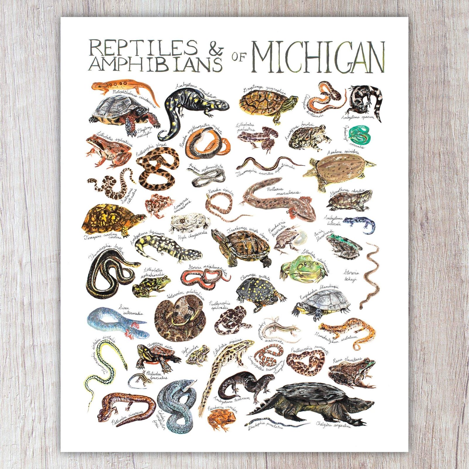 Reptiles & Amphibians Of Michigan | Brush & Bark