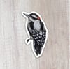 Downy Woodpecker Sticker