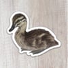 Duckling Sticker