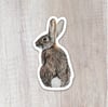 Cottontail Rabbit Sticker