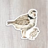 Piping Plover Sticker