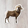 Bighorn Sheep Sticker