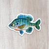 Bluegill Sticker