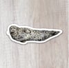 Harbor Seal Sticker