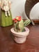 Image of Cactus in Blush Planter