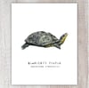 Blanding's Turtle