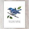 Cerulean Warbler