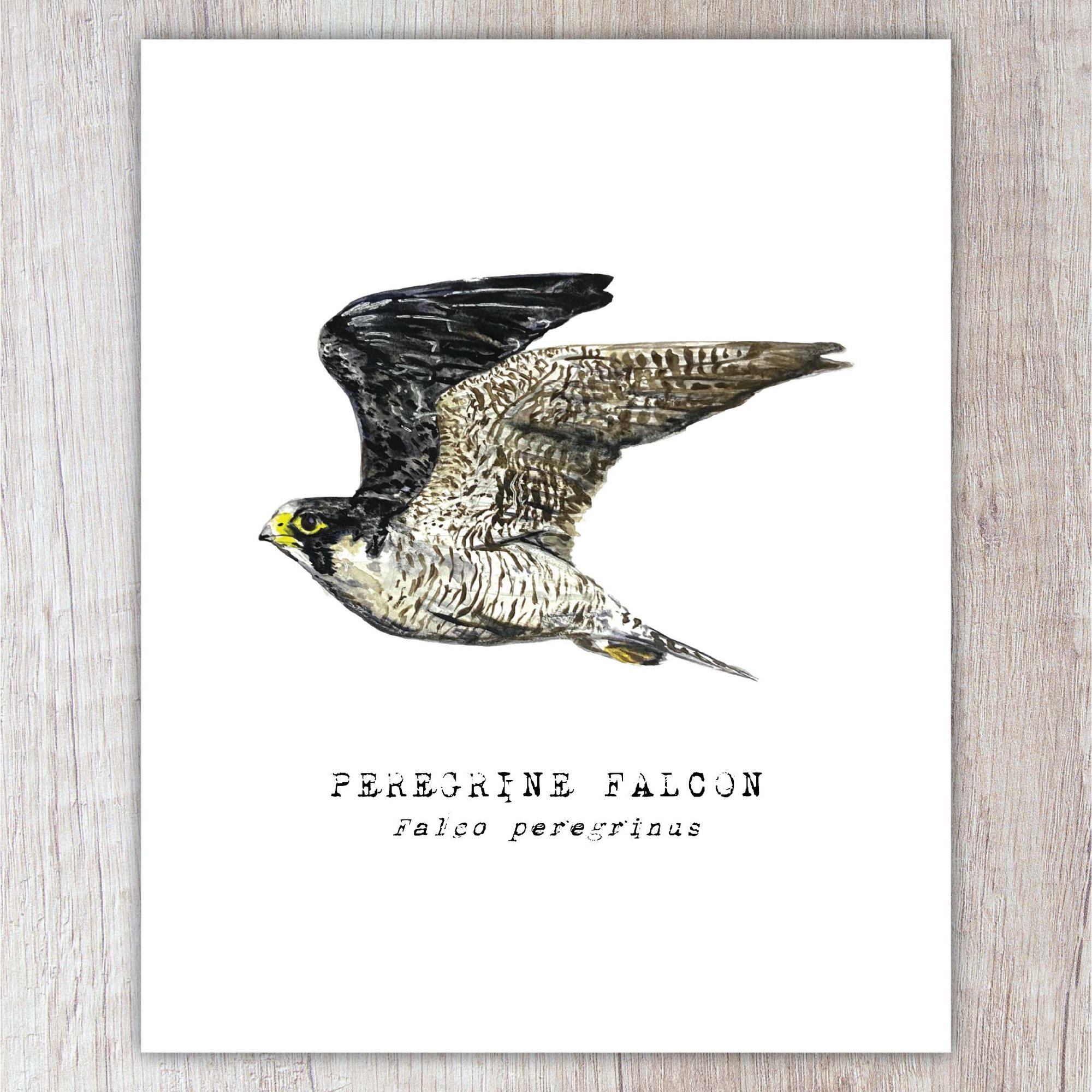 Experience the Beauty of Peregrine Falcons in Your Home