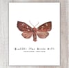 Blazing Star Borer Moth