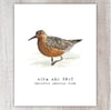 Rufa Red Knot