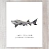 Lake Sturgeon