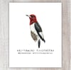 Red-headed Woodpecker