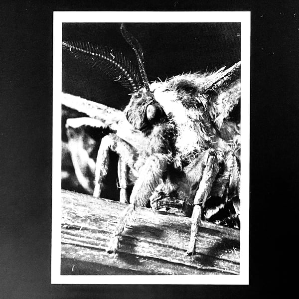 Image of Primitive Wings - Morphosis CD