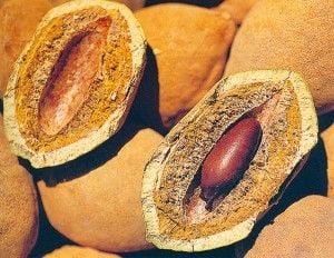 ORIGINAL-WILD Sri Lankan Sea Almonds Seeds. WILD PeaNOTS! Roasted Brazilian Baru Legume Seeds.