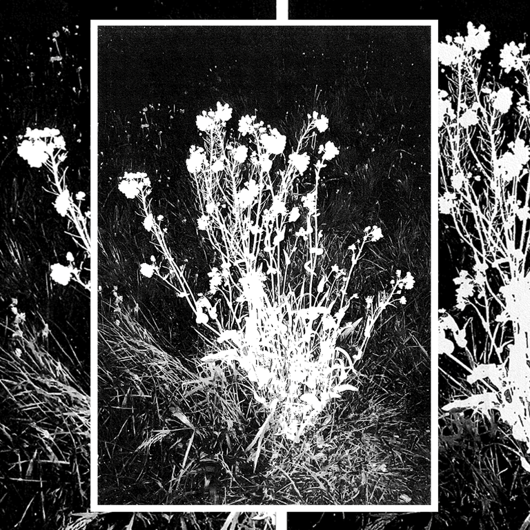 REGROWTH - A4 PRINT