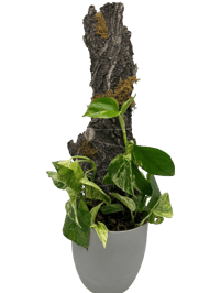 Snow Queen Pothos Wood Scape