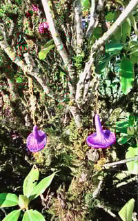 Image 2 of Amethyst Deciever Gold Earrings