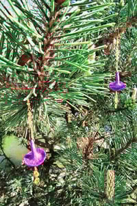 Image 1 of Amethyst Deciever Gold Earrings