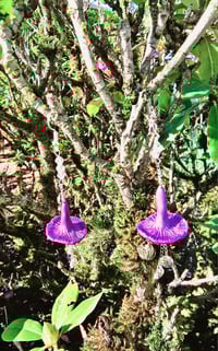 Image 2 of Amethyst Deciever Silver Earrings